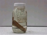 藏品(點籃子魚)的圖片